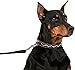 CollarDirect Hundehalsband mit Nieten, Leder, für kleine und mittelgroße Welpen, weich gepolstert, Braun/Schwarz (Braun, 28-33 cm)