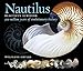 Produktbild Nautilus - Beautiful Survivor: 500 Million Years of Evolutionary History (The Deep Time Trilogy)