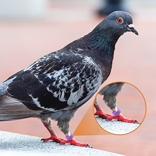100 anéis de 8 mm para pernas de pássaro – Coloridos 001 – 100 anéis numerados para pés de pombo, pá