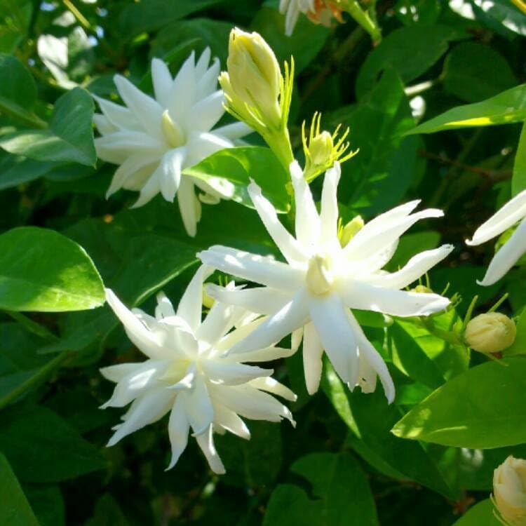 Live Plant - Belle of India Jasmine~~Jasminum Sambac Double~Starter Plant~ Intensely Fragrant