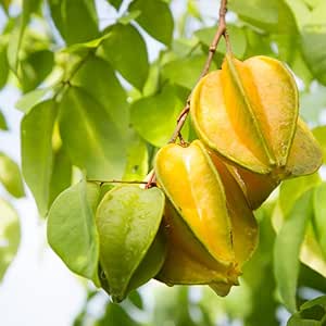 Amazon.com : Large Starfruit Tree Live Plant, 16-20 Inches Tall