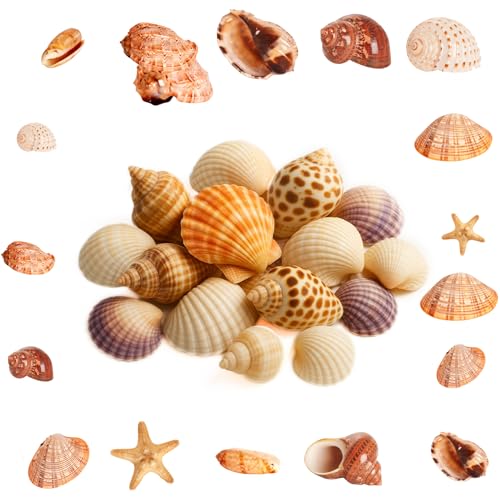 ShiJiuYou - ShiJiuYou 500gMuscheln zum Basteln, Natürliche Muscheln Deko Muscheln, Meeresmuscheln Gemischte Seesterne Decor für Vase Füller Strand Fisch Panzer Bemalen DIY Handwerk Hochzeitsdeko