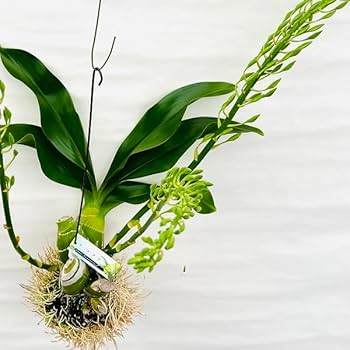 Amazon｜おしゃれ 観葉植物 蘭：グラマトフィラム ヒヒマヌ*吊り