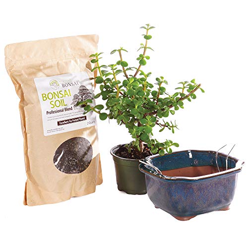 Brussel's Bonsai - Live Dwarf Jade Bonsai Tree Kit with Ceramic Bonsai Pot & Bonsai Soil, Indoor...