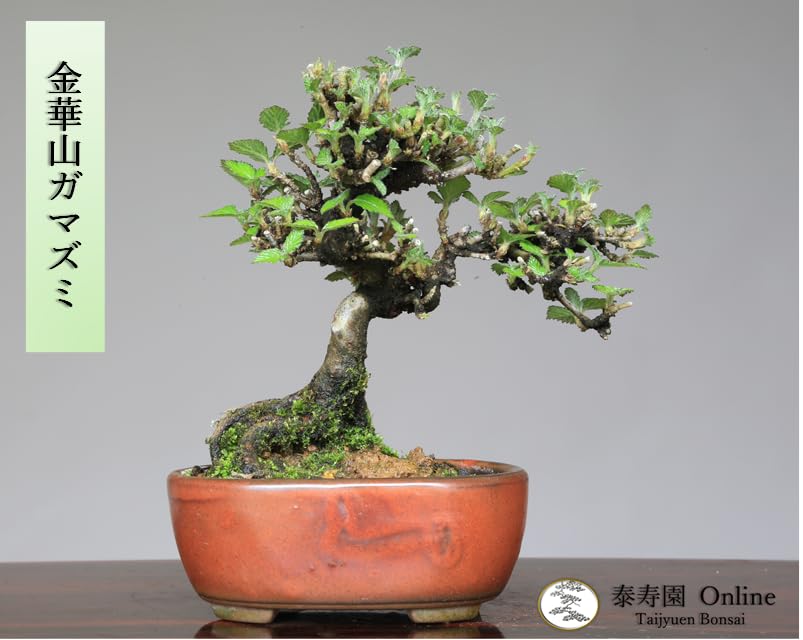 盆栽 ガマズミ 金華山(宮城)樹高 約22cm レンプクソウ科 ガマズミ属 Amazon.co.jp: ノーブランド品金華山ガマズミ小品盆栽【泰寿園Online