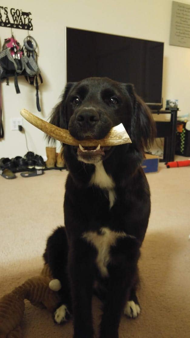 Medium Whole Elk Antler 2 Pack - Elk Antler Dog Chew - Grade A Premium - Organic - Made in USA - No Mess