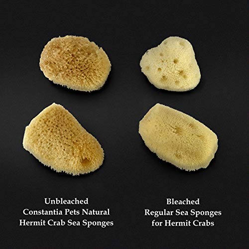 Constantia Pets Hermit Crab Real Sea Sponges - 5 Pack Unbleached, Provides Nutrients, Safer Drinking and Helps Maintain… - Image 4