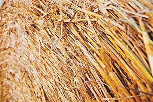 Generic Natural Grass for Birds Cage, Use for Birds Nest and Small Animal, Use for Mushroom Cultivation and Chewing Toy(1Kg) (B09TBKRWGS) Amazon Price History, Amazon Price Tracker