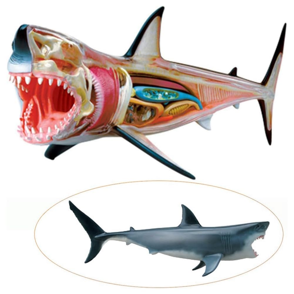 Modelo de Anatomía de Tiburón - Modelo Anatómico Animal - 20 Órganos y Partes del Cuerpo Desmontables Modelo de Enseñanza Médica de Biología