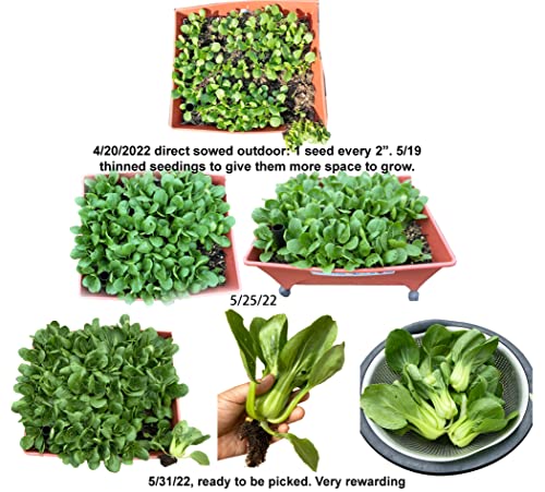 Hipgirl 700 Baby Bok Choy Seeds For Sprouting,Cabbage Seeds For Planting,Microgreen Seeds Planting Seeds For Home Vegetable Garden. (Pak Choi Shanghai Seeds(上海青江菜),2G, 700 Seeds) #TOP4