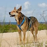Anny-X Brustgeschirr Fun Schwarz-Blau | Hundegeschirr Größe S (Brustumfang 52-64 cm)