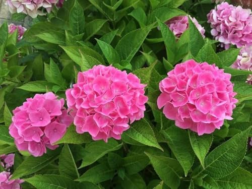 Image of Pink Hydrangea Live Flower Plant with Pot | Decorative Outdoor Flowering Shrub for Home Garden, Balcony & Terrace Gardening