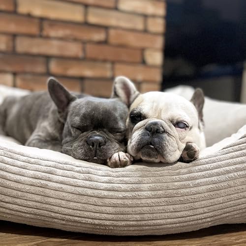 4L Textil Molly Kuscheliges Hundebett Bezug abnehmbar und waschbar Hundekorb mittelgroße Hunde Hundekissen flauschig Hundekörbchen Hundesofa (60x40 cm, Beige)