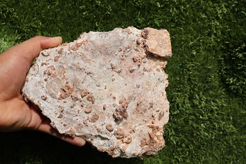 Image of Ammonites & Gastropods Plate Cretaceous Fossils Fossils from Morocco Fossil Rock ammonites Fossil from Morocco A201