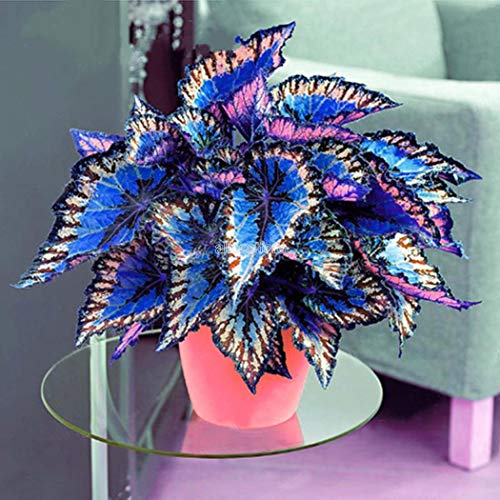 Lioder Seed house - 100 pcs Coleus Seeds Bonsai Flower Leaf Plants Rainbow Dragon Seeds Garden