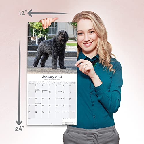 Bouvier des Flandres - Flandrischer Treibhund 2024 - 16-Monatskalender: Original Avonside-Kalender [Mehrsprachig] [Kalender] (Wall-Kalender)