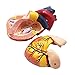 1:1 Human Heart Model - Genuine Life Size Cardiac Anatomical Model, 2 Parts Anatomical Teaching Models for Science Classroom and Cardiology Study