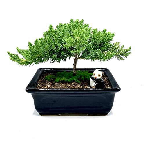 Live Dwarf Juniper Bonsai Tree 4-5years Old with Cute Ceramic Panda | Juniper or Jade Bonsai Tree | Indoor/Outdoor | 100% Handcrafted| Home and Office Décor | Best Gift for Holiday