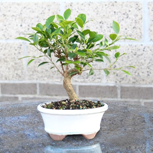 Ficus Bonsai Tree, 4-Year