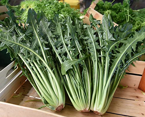 Frischekiste Löwenzahn 1,5 kg grünhopper Frischfutter Cover