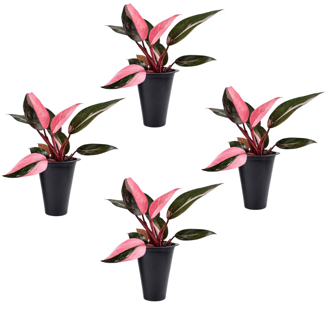 Fam Plants 4-Pack Pink Princess