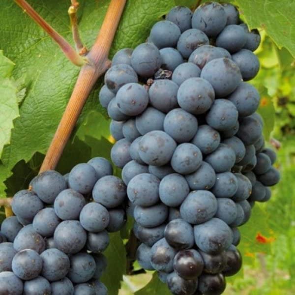 See full amazon price history chart for M-Tech Gardens Rare Grape " Black Hamburgh " Exotic 20 Fruit Seeds for Growing M-Tech Gardens Rare Grape " Black Hamburgh " Exotic 20 Fruit Seeds for Growing (B0BPBH4CW8) Amazon Price History, Amazon Price Tracker