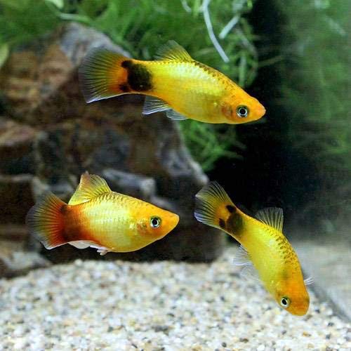 Amazon | （熱帯魚）ゴールデン・ミッキーマウスプラティ（4匹 