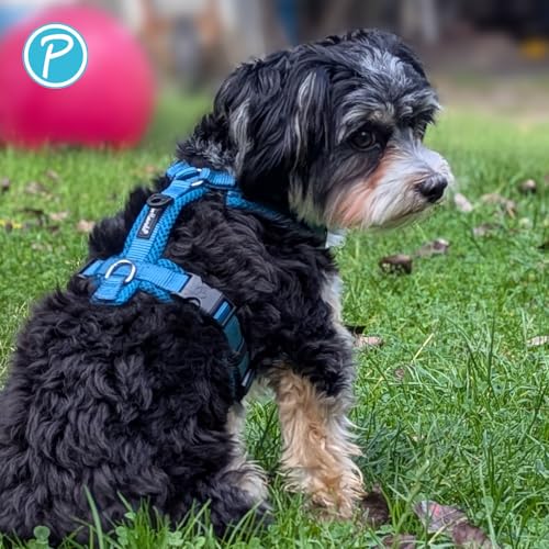 Petlando Hundegeschirr Mesh Y-Comfort – weich gepolstert, stufenlos verstellbar, besonders leicht und atmungsaktiv, fellschonend, ergonomisch – L, Petrol