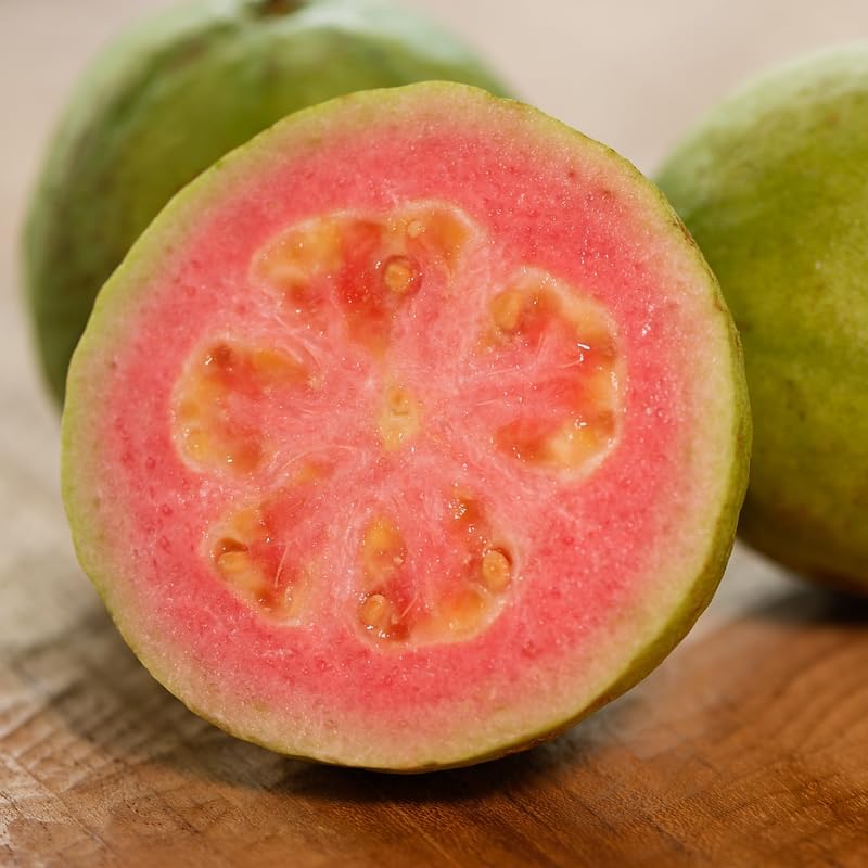 02 Sweet Pink Guava Trees Plants Live, Pink Guava Seedlings Tree Fruit Plant, 4 to 9 Inc Tall