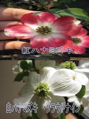 シンボルツリーのハナミズキの人気おすすめランキング15選 セレクト Gooランキング