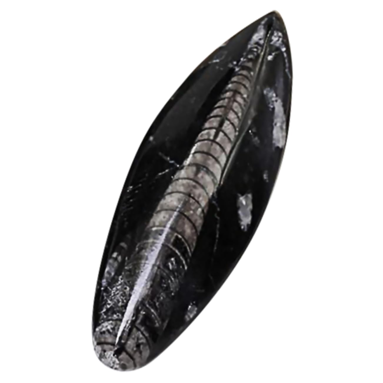 Baluue Campione Di Fossile Orthoceras Naturale Decorazione Da Tavolo Per Materiale Didattico Scientifico Paleontologia Per Studenti e Collezionisti