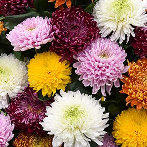 Flower Seeds For Planting Mixed Chrysanthemum Seeds 50 Pcs Non-Gmo Heirloom Beautiful Flowers Seeds Home Garden Plant Seed Easy To Grow #TOP9