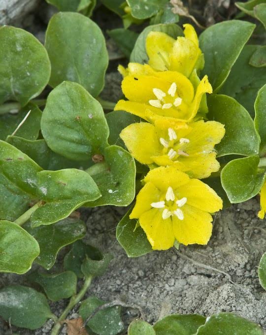 Lincolnshire Pond Plants Ltd - Lysimachia nummularia (Creeping Jenny) - Marginal Pond Plants - MP073-1 / 1Ltr Potted