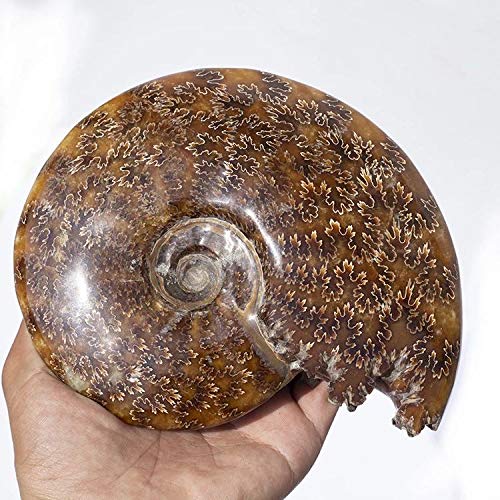 Amazon.co.jp: MOKA 1個 10cm-12cm 天然クリスタルクォーツ化石