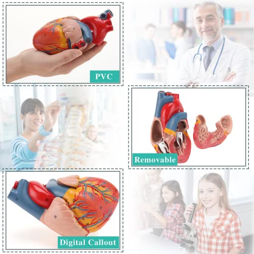 RONTEN Human Heart Model, 2-Part Life Size Anatomically Accurate Numbered Heart Medical Model, Held Together with Magnets on Base