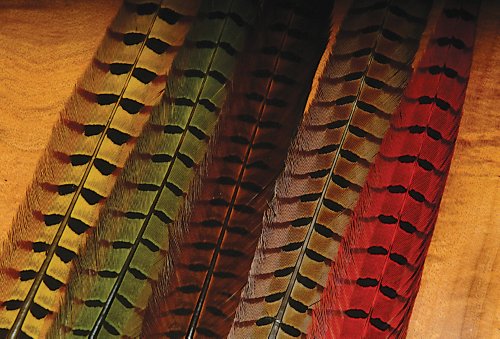 RINGNECK TAIL FEATHERS - 1 PAIR