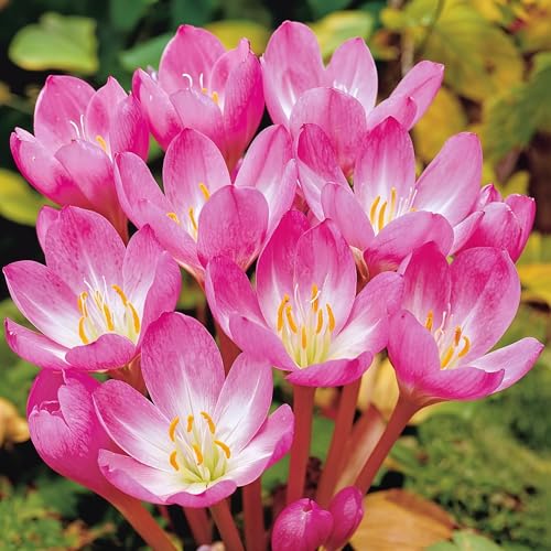 Colchique Géant – Floraison Automnale, Grandes Fleurs, Facile À Cultiver – Bulbes – 3 Bulbes – Sans Graines, Non Artificiel