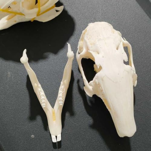 Modelo de huesos de animales: cráneo de conejo didáctico 5