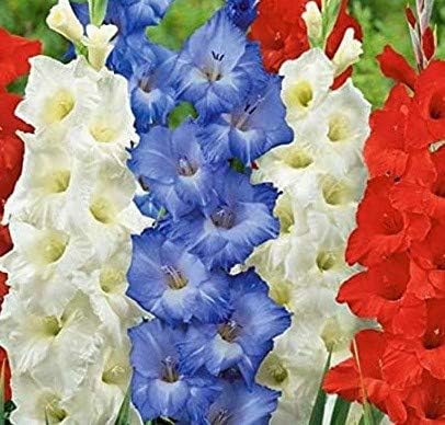 (10) Red, White, & Blue Mix, Simply Beautiful Large Flowering Bulbs Gladiolus Bulbs, Plant, Start Gladioli