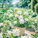 Gardenia Flower Seeds Gift Pack – 199pcs Aromatic & Evergreen Seeds – Blooming White Flowers – Ideal Gardening Gift for Moms & Nature Lovers