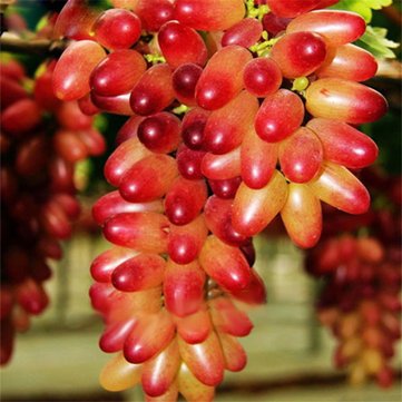 Seeds grape seeds generic finger delicious seeds of fruit plants in pot for the home and garden - Red -50 PCS/Pack: Only Seeds