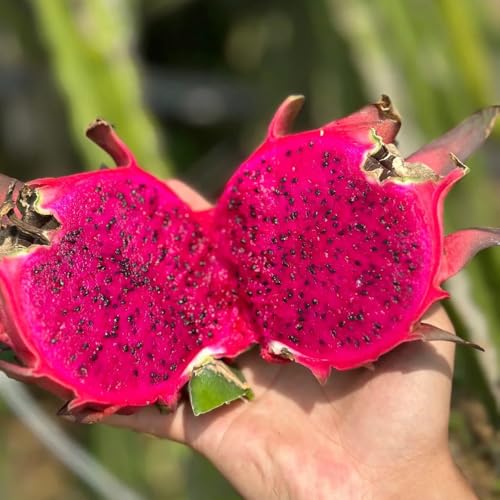 semillas del dragón, les columnares resistentes de jardín arbustos columnar raras comprar les invernaderos balcón 250pcs