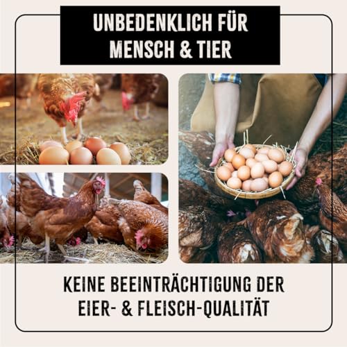 AniForte Kieselgur für Hühner 4,2kg inkl. Stäubeflasche - Reines Kieselgur Hühner Pulver, Kieselerde Pulver, Naturprodukt für Hühnerstall, Laborgeprüft für Geflügel Betriebe