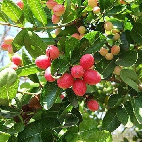 EverSneh Live Rare/Carissa carandas/Karonda Vinegar Plant For Garden With Pot 4 Inch Size (B0B782TM63) Amazon Price History, Amazon Price Tracker