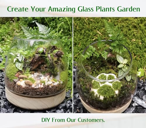 6 Inch Plant Glass Terrarium with Removable Wooden Base for Succulents Glass Bowl for Air Plant Cactus Moss (Plants not Included) - Image 5