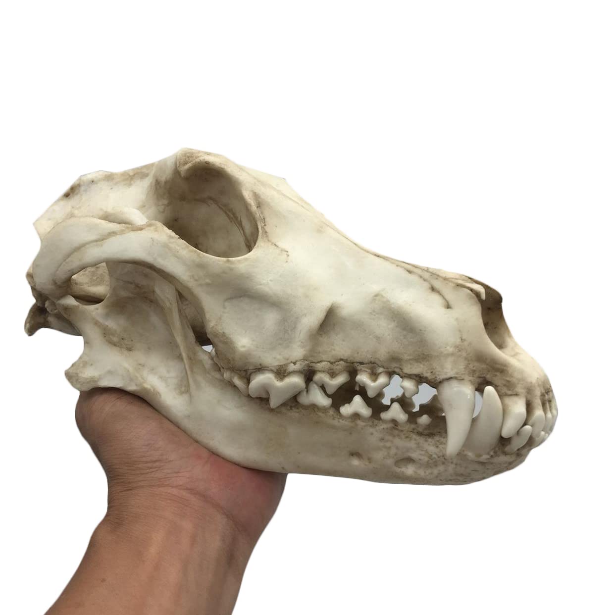 オオカミの頭骨 標本 Amazon.co.jp: オオカミの頭蓋骨のレプリカ 本物のオオカミの頭の