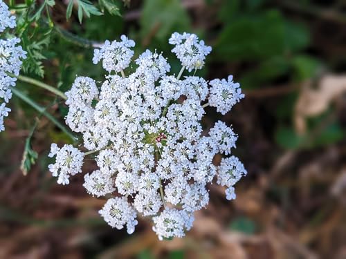RP Seeds Myrrhis odorata (Sweet Cicely) - 15 Seeds. British Native Wildflower.