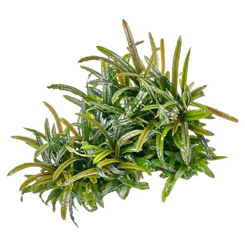 Bucephalandra sp. 'Filiformis/Rosmarin' - in vitro - 5,5cm Bechergröße - in vitro Aufsitzerpflanzen für Aquarien