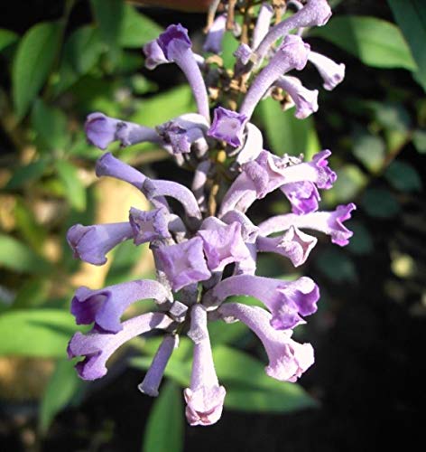 Schmetterlingsstrauch - Buddleja lindleyana - 125-150cm
