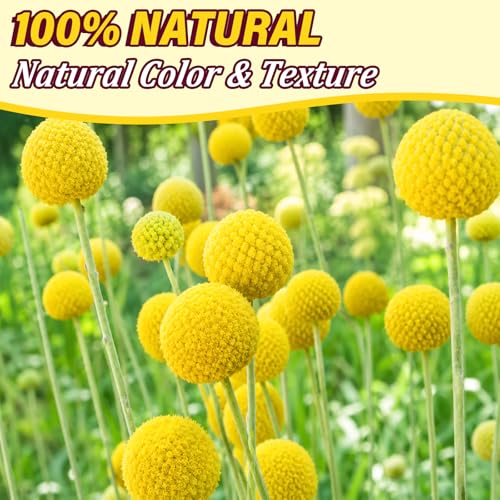 40 flores secas naturales Craspedia Billy Balls miniatura 2